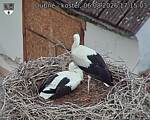 Capi_Dubne_20260806_171503.jpg
