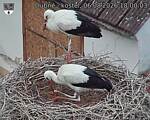 Capi_Dubne_20260806_180003.jpg