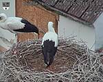 Capi_Dubne_20260806_183004.jpg