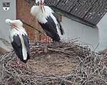 Capi_Dubne_20260806_195002.jpg