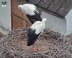 Capi_Dubne_20260806_195503.jpg