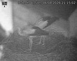 Capi_Dubne_20260806_211502.jpg