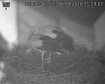 Capi_Dubne_20260806_212002.jpg