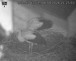Capi_Dubne_20260806_212503.jpg