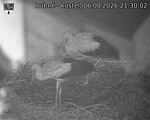 Capi_Dubne_20260806_213002.jpg