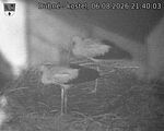 Capi_Dubne_20260806_214003.jpg