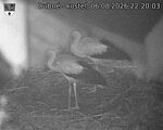 Capi_Dubne_20260806_222003.jpg