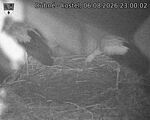Capi_Dubne_20260806_230002.jpg