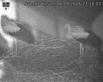 Capi_Dubne_20260806_231002.jpg