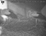 Capi_Dubne_20260806_232003.jpg