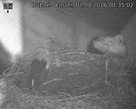 Capi_Dubne_20260807_003502.jpg