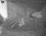 Capi_Dubne_20260807_004503.jpg