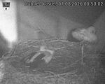 Capi_Dubne_20260807_005002.jpg
