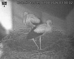 Capi_Dubne_20260807_030002.jpg