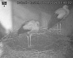 Capi_Dubne_20260807_034002.jpg