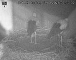 Capi_Dubne_20260807_043002.jpg