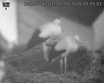 Capi_Dubne_20260807_050502.jpg