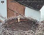 Capi_Dubne_20260807_053502.jpg