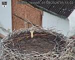 Capi_Dubne_20260807_055502.jpg