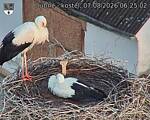 Capi_Dubne_20260807_062502.jpg