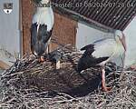 Capi_Dubne_20260807_072004.jpg