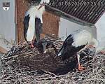 Capi_Dubne_20260807_072503.jpg