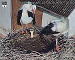 Capi_Dubne_20260807_073003.jpg