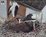 Capi_Dubne_20260807_073503.jpg