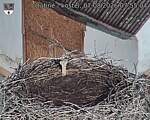 Capi_Dubne_20260807_075504.jpg