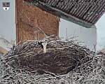 Capi_Dubne_20260807_080502.jpg