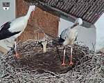 Capi_Dubne_20260807_081002.jpg