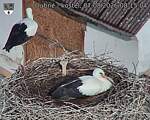 Capi_Dubne_20260807_081504.jpg