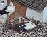 Capi_Dubne_20260807_083004.jpg