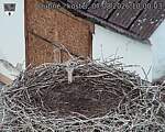 Capi_Dubne_20260807_100003.jpg