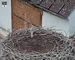 Capi_Dubne_20260807_100503.jpg