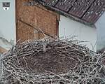 Capi_Dubne_20260807_121003.jpg