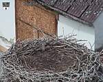 Capi_Dubne_20260807_124503.jpg