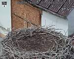 Capi_Dubne_20260807_125502.jpg