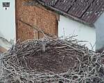 Capi_Dubne_20260807_131003.jpg