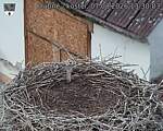 Capi_Dubne_20260807_133003.jpg