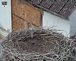 Capi_Dubne_20260807_145002.jpg
