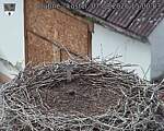 Capi_Dubne_20260807_150003.jpg