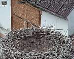 Capi_Dubne_20260807_155004.jpg