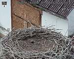 Capi_Dubne_20260807_160003.jpg