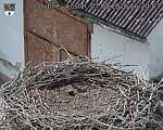 Capi_Dubne_20260807_162003.jpg
