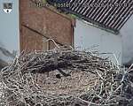 Capi_Dubne_20260807_164003.jpg