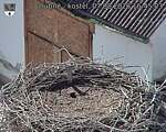Capi_Dubne_20260807_164503.jpg