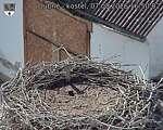 Capi_Dubne_20260807_165002.jpg