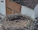 Capi_Dubne_20260807_165502.jpg