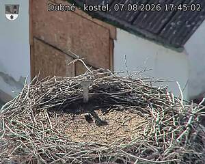 Capi_Dubne_20260807_174502.jpg (1350&nbsp;x&nbsp;1080)